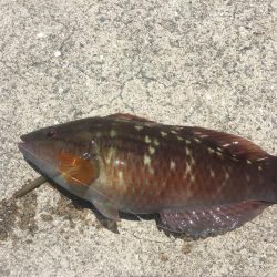 和歌浦エサ釣デイゲーム