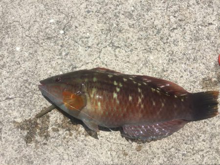 和歌浦エサ釣デイゲーム