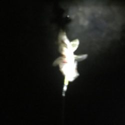 海のタケノコ( ´▽｀)