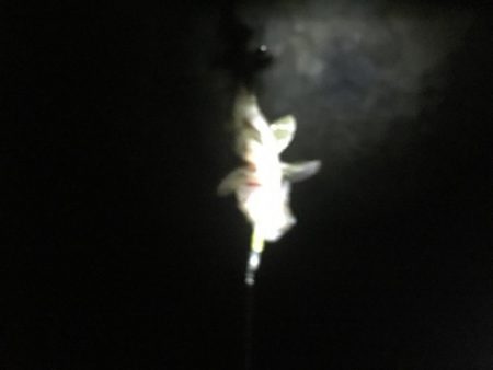 海のタケノコ( ´▽｀)