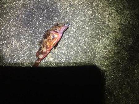 ジグ単でガシラ