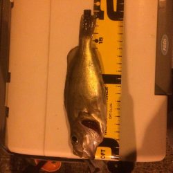 メバルプラッキング