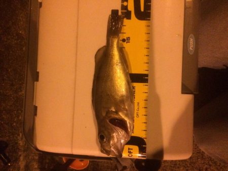 メバルプラッキング