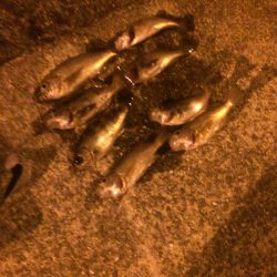 メバルプラッキング