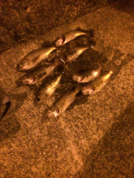 メバルプラッキング