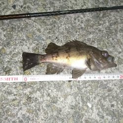 メバリング！初投稿♪