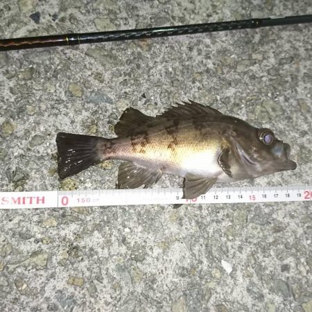 メバリング！初投稿♪