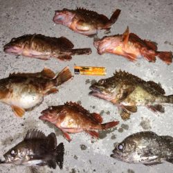 大型メバルを求めて