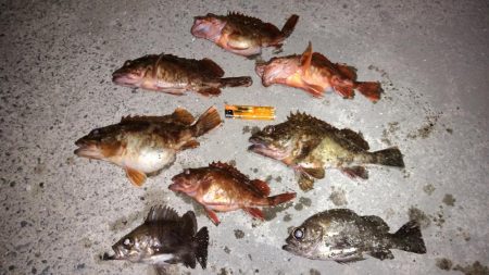 大型メバルを求めて