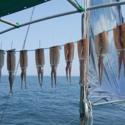 スルメイカ狙い　第二美丸