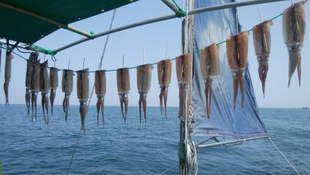 スルメイカ狙い　第二美丸