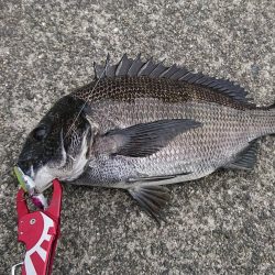 久しぶりに西宮。