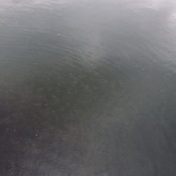 不定期開催サゴシ祭りに参加