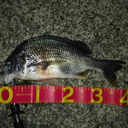 エビ巻き坊主からのチニング