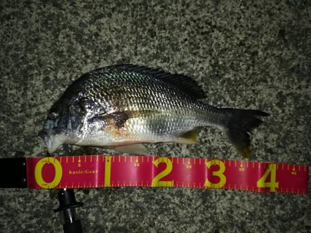 エビ巻き坊主からのチニング