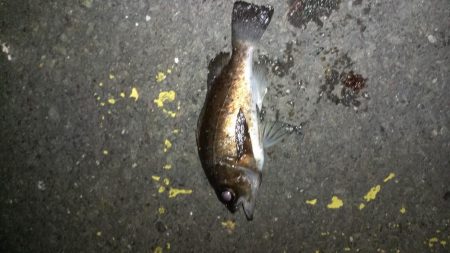 メバリングランガン