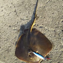 ジグでアカエイ