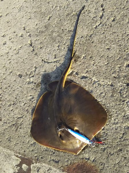 ジグでアカエイ