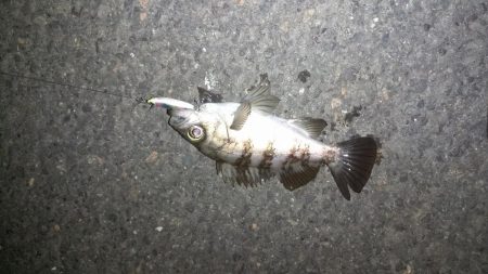 メバリングランガン