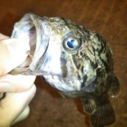 メバリングでクロソイ