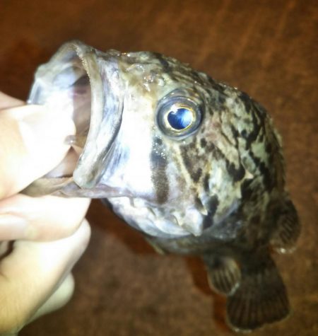 メバリングでクロソイ