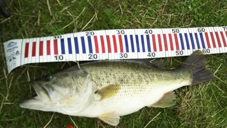 念願のロクマル様