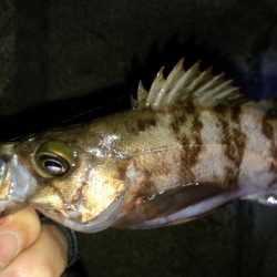 やっと、ﾒﾊﾞﾘﾝｸﾞ