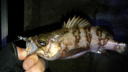 やっと、ﾒﾊﾞﾘﾝｸﾞ