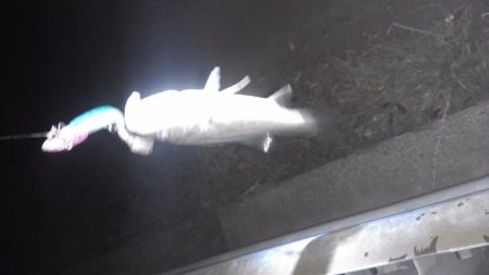 シーバスランガン