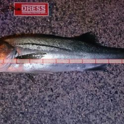 メバル狙っててシーバスゲット