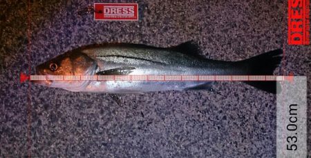 メバル狙っててシーバスゲット