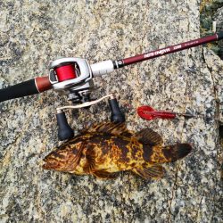 ロックフィッシュデイゲーム