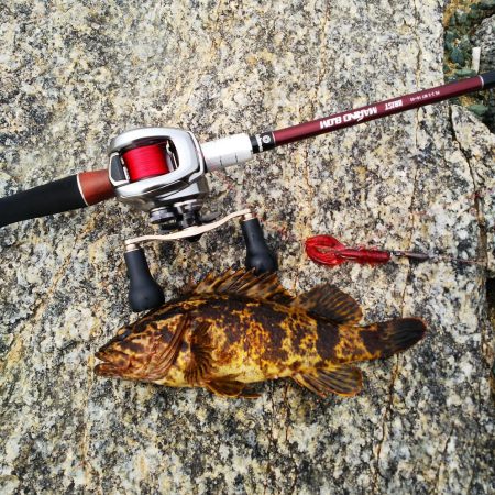 ロックフィッシュデイゲーム