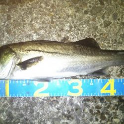 メバリングでシーバス