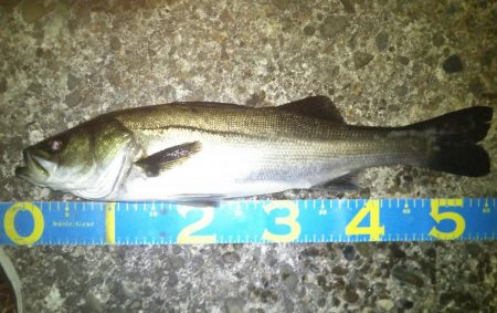 メバリングでシーバス