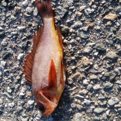 メバルが釣れました