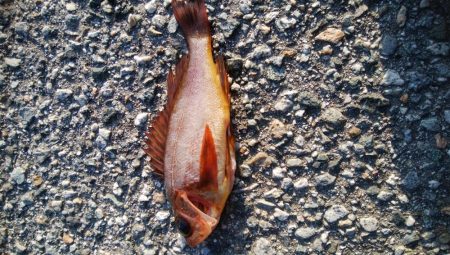 メバルが釣れました