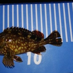 穴釣りとメバリング