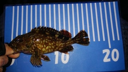 穴釣りとメバリング