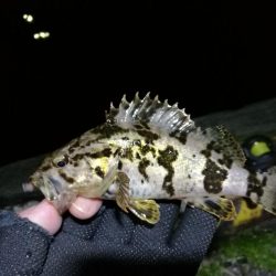 カモメ大橋からフェリーターミナル（4月後半ヘチ釣り歩き）