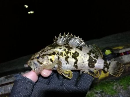 カモメ大橋からフェリーターミナル（4月後半ヘチ釣り歩き）