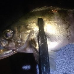 友達と短時間メバリング