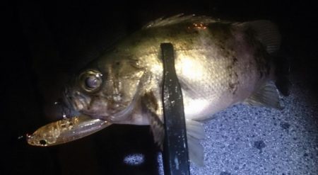 友達と短時間メバリング