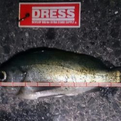 メバルリベンジ