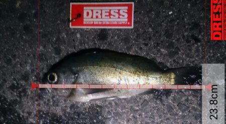 メバルリベンジ