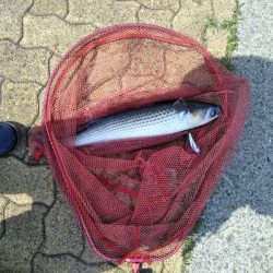 がんばりましたが・・・、