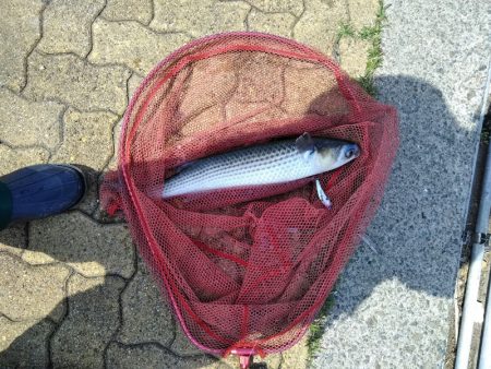 がんばりましたが・・・、