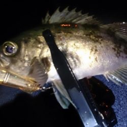 メバルプラッキング