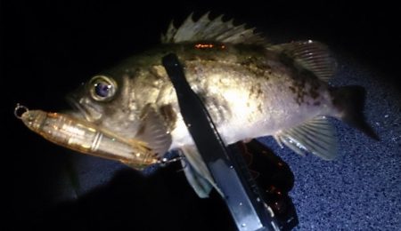 メバルプラッキング