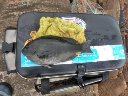 グレ・チヌ・各一匹